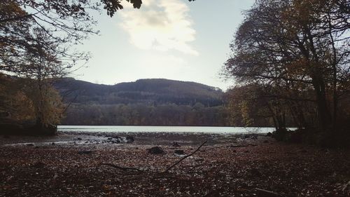 Scenic view of river in forest against sky