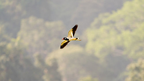 Low angle view of eagle flying in sky