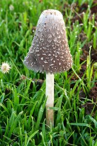 Close-up of mushroom growing on field