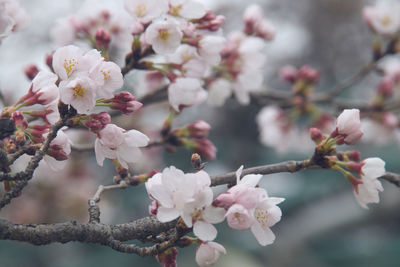 Close-up of cherry blossoms in spring