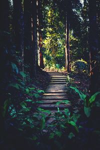 Trees in forest