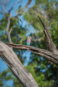 Low angle view of lilac-breasted roller perching on tree