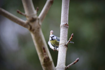 Bird perching on a branch