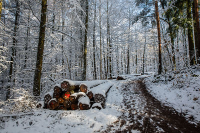 Trees in forest during winter