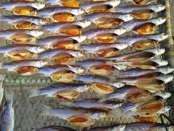 Full frame shot of fish
