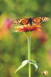 Close-up of butterfly pollinating on flower