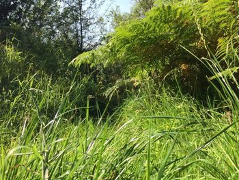 View of green grass