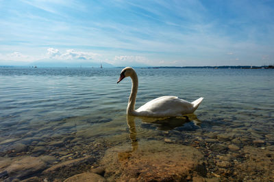 Swan in sea against sky