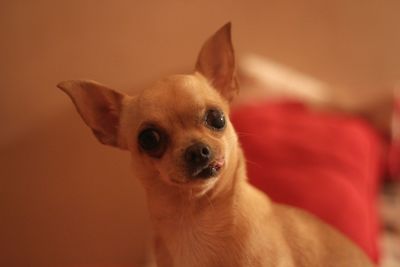 Close-up portrait of dog