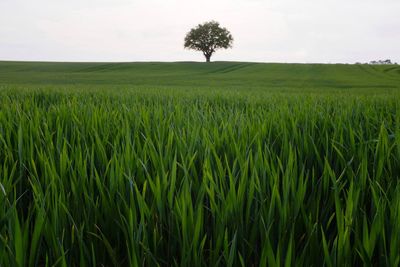 Scenic view of wheat field against sky