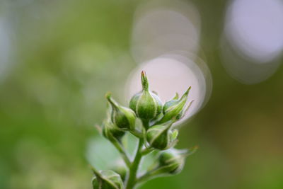 Close-up of flowering plant