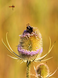 Close-up of bee flying over flower