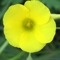Close-up of yellow flower