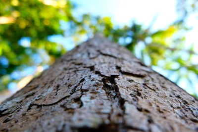 Low angle view of tree trunk