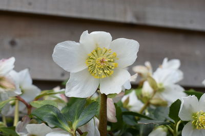 Close-up of white flowering plant