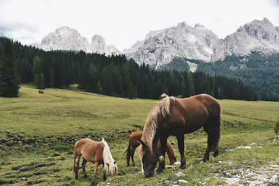 Horses grazing in a field