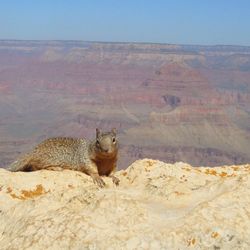 Animal relaxing on rock formation