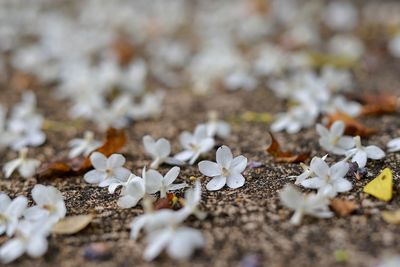 Close-up of white flowering plants on field