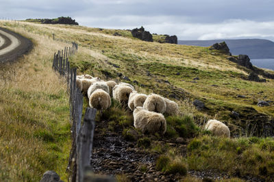 Sheep grazing on field