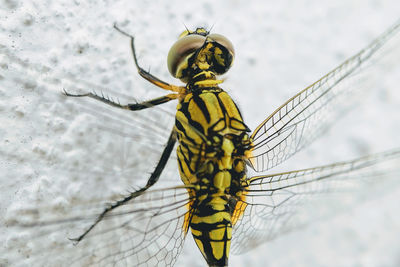 Close-up of dragonfly