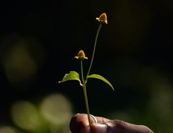 Close-up of hand holding plant