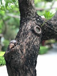 Close-up of a tree trunk