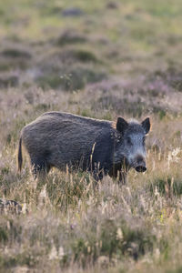 Side view of a horse on field