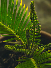 Close-up of fern leaves