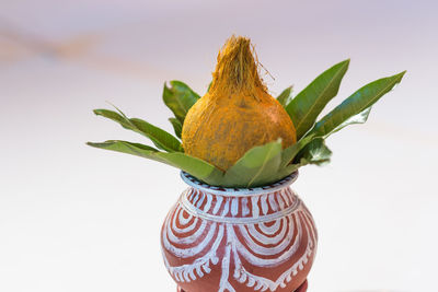 Close-up of orange leaves against white background