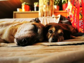 Close-up of dog resting