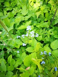 Close-up of flowers blooming outdoors