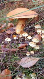 High angle view of mushroom growing on field