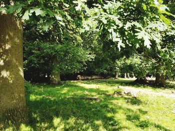 Trees and plants in park