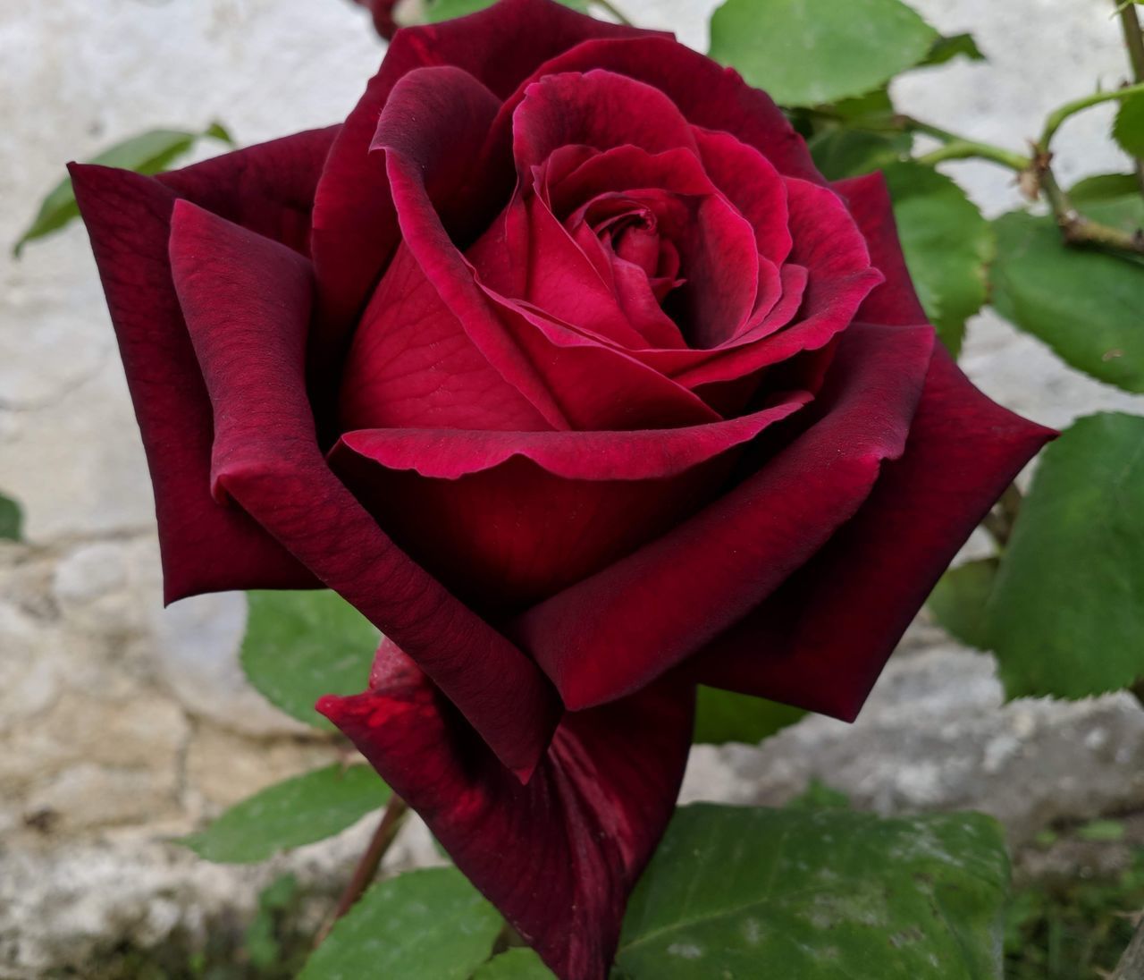 CLOSE-UP OF ROSE