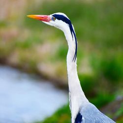 Close-up of a bird