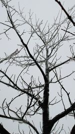 Low angle view of bare tree against clear sky