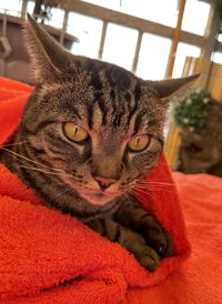 Close-up portrait of a cat