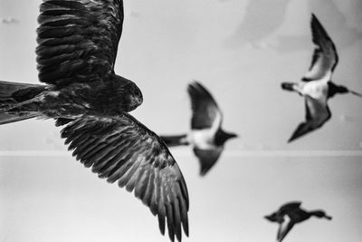 Low angle view of birds flying against the sky