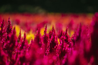 Close-up of plants