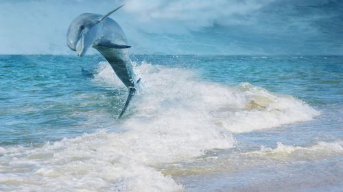 Close-up of dolphin jumping against sky