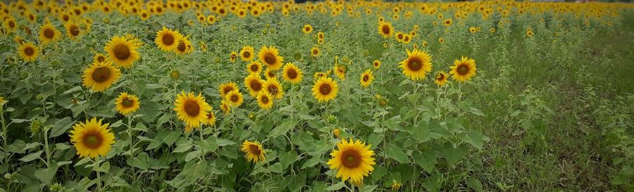 Close-up of yellow flowering plant on field