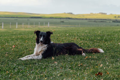 View of a dog on field