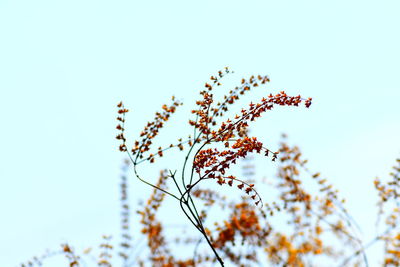 Low angle view of plant against clear blue sky