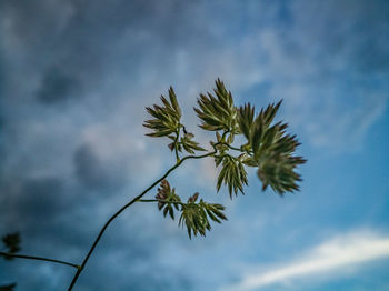 Low angle view of plant against sky