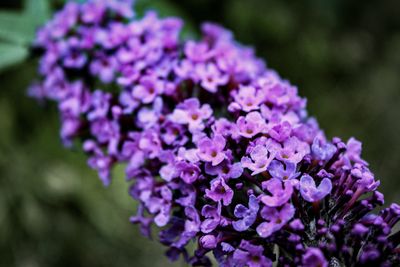 Close-up of purple flowering plant