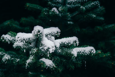 Close-up of snow covered pine tree