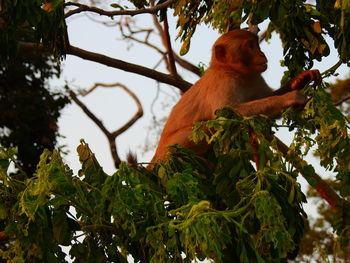 Low angle view of monkey on tree