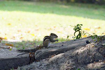 View of bird on rock