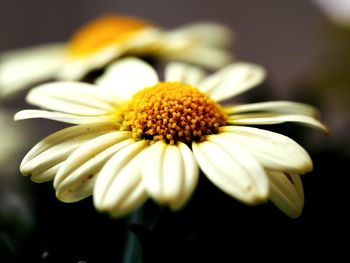 Close-up of white daisy blooming outdoors