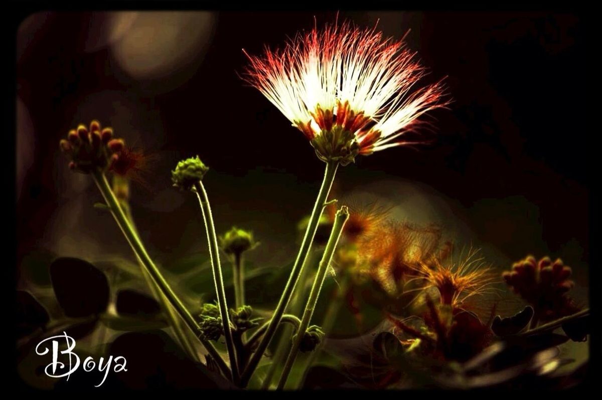 flower, transfer print, flower head, freshness, fragility, growth, auto post production filter, beauty in nature, close-up, plant, nature, dandelion, petal, stem, night, blooming, no people, focus on foreground, outdoors, wildflower